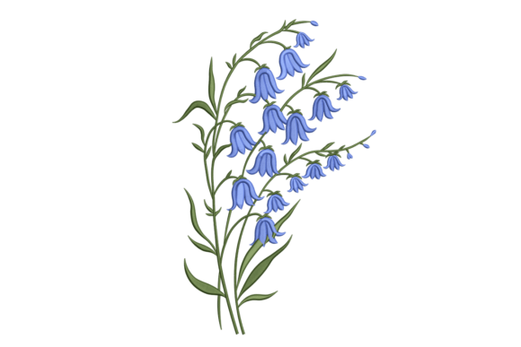 Bluebell Wildflower